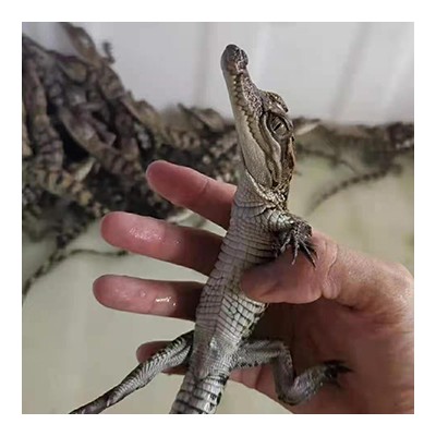 宠物鳄鱼苗