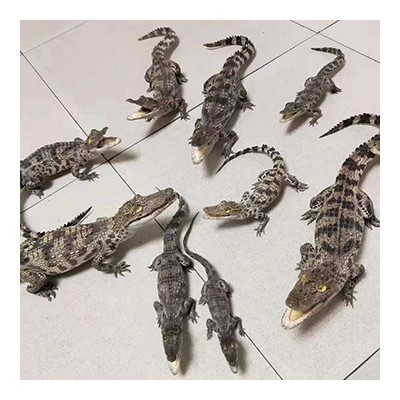 鳄鱼标本