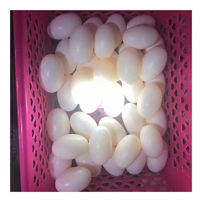鳄鱼蛋