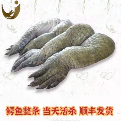 鳄鱼掌