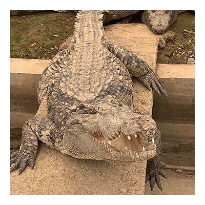 种鳄
